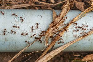How To Get Rid Of Drain Flies Quickly And Effectively